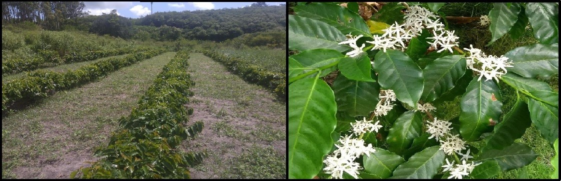 Ficura 1.jpg Ficura 1.jpg