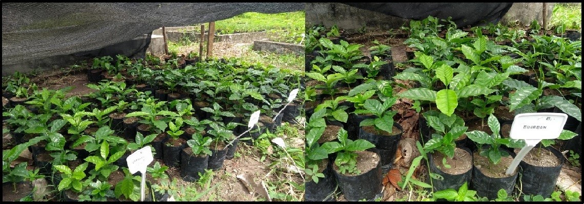 Figura 2.jpg Figura 2.jpg