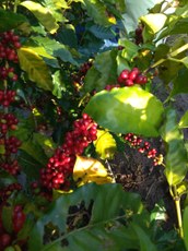 WhatsApp Image 2020-08-25 at 09.25.45 (2).jpeg WhatsApp Image 2020-08-25 at 09.25.45 (2).jpeg