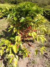 WhatsApp Image 2020-08-25 at 09.25.45 (3).jpeg WhatsApp Image 2020-08-25 at 09.25.45 (3).jpeg