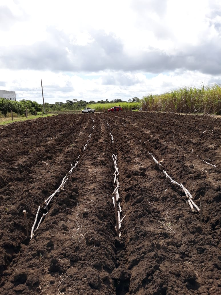 Cana de açúcar 1.png