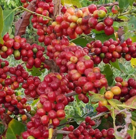 Café CCA (1).jpeg Café CCA (1).jpeg