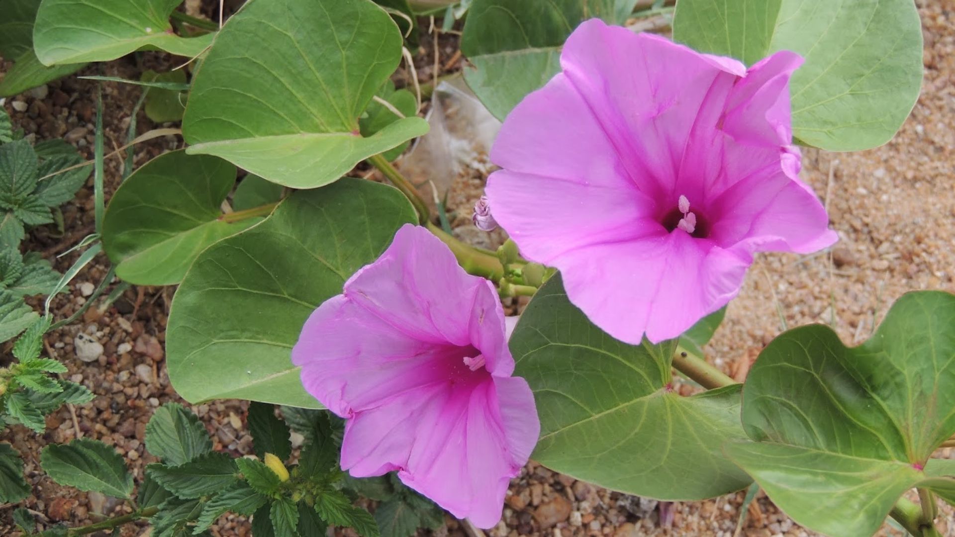 UFPB desenvolve solução inovadora com planta encontrada no Semiárido para produção de hidrogênio verde Foto: Leandro Furtado/UFERSA