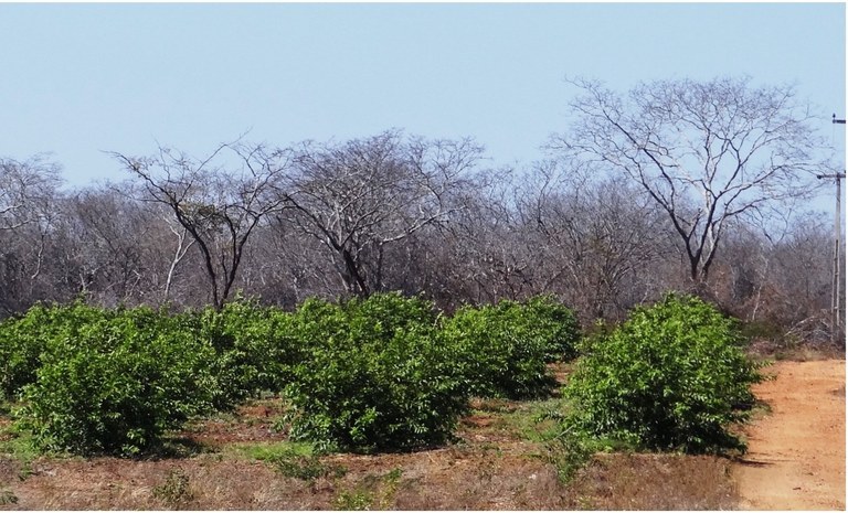 ESTUDO DA UFPB E MAIS DUAS UNIVERSIDADES REVELA QUE RESTAM APENAS 11% DA COBERTURA VEGETAL NATURAL DA CAATINGA